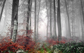 Первые заморозки в лесу