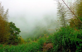 Лес в утреннем тумане