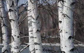 Зимняя березовая роща