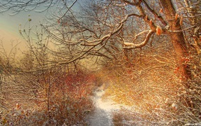 Зимняя дорожка через лес