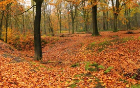 Лес теряет листья