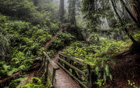 Деревянный мост в лесу