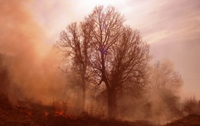 Пожар в лесу