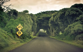 Пешеходная дорога