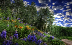 Цветы около дороги