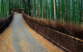	   The road in the bamboo forest
