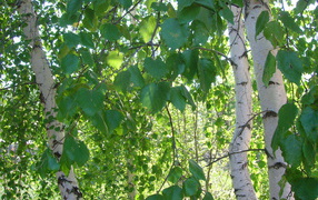 Вirch leaves