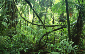 Тропические джунгли