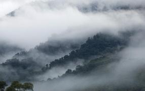 Ecuadorian fog in the mountains
