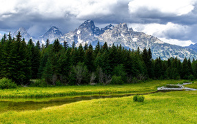 Зелёные деревья на фоне гор