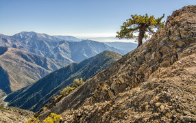Одинокое дерево в горах
