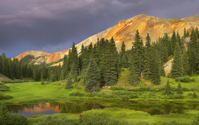 Еловый лес в долине