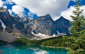 Ель на берегу озера