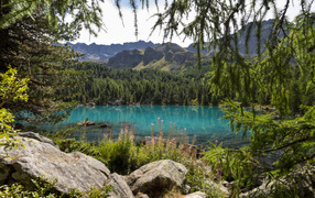 Хвойный лес на берегу озера