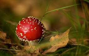 Amanita in the grass