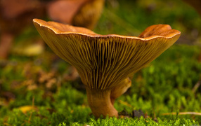 Autumn is time to mushroom