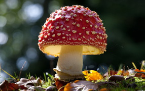Beautiful amanita mushroom