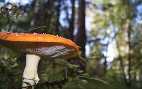 Big mushroom in the forest