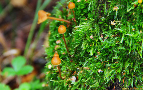 Семейка грибов опят