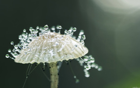 Dew drops on mushroom