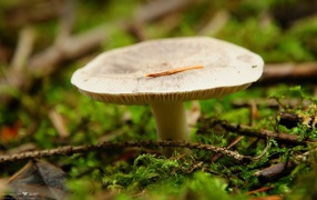 Moss fungus surrounds