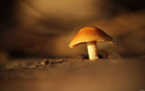 Mushroom under magnification