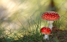 Mushrooms Amanita