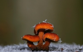 Mushrooms covered in snow
