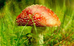 Poisonous mushroom Amanita