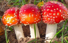 Three forest mushroom