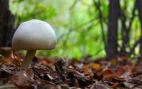 Белый гриб в лесу