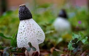 Сетчатые грибы