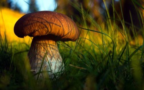 	   Mushroom boletus in the grass