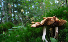 	   Mushrooms in the forest moss