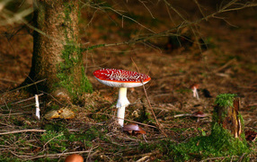 	   Poisonous mushroom under the tree