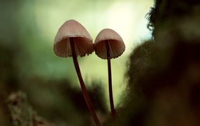 	   Umbrella mushrooms
