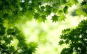 Зеленые листья