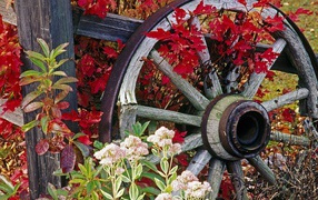 Колесо от старой телеги