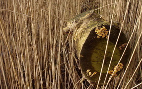 Старое бревно в траве
