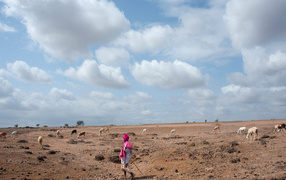 Пастух овец