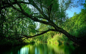 Дерево нависло над рекой