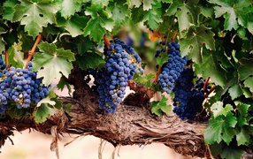 Гроздья спелого винограда