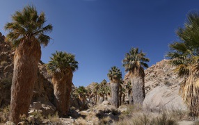 Кактусы в каменной пустыне