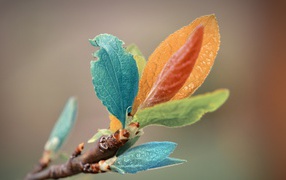 Красочные листья