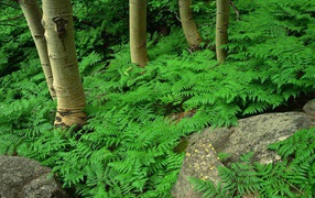 Заросли папоротника