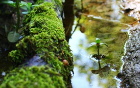 Маленький росток