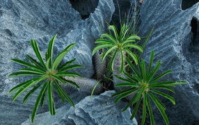 Пальмы растут в скалах