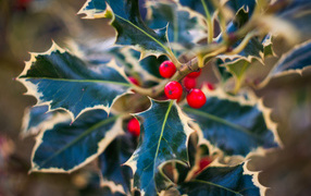 Красные ягоды на ветвях