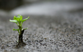 Росток вылез из земли