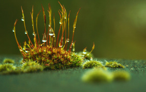 Маленькие ростки с каплями